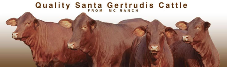 MC Ranch Quality Santa Gertrudis Cattle